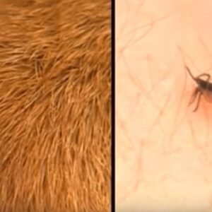 What helps against ticks? These 3 things help with a tick (dog, cat and human)
